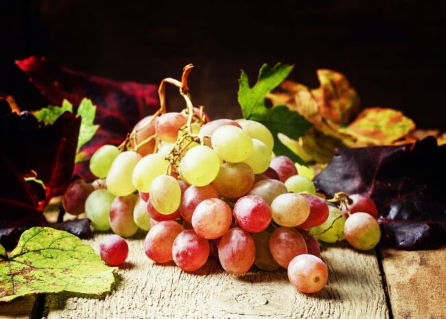 Autumn grape