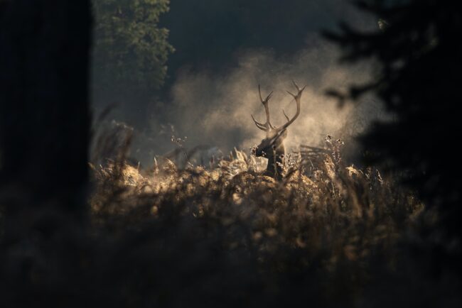 Red deer stag in morning autumn mist Red deer stag in morning autumn mist