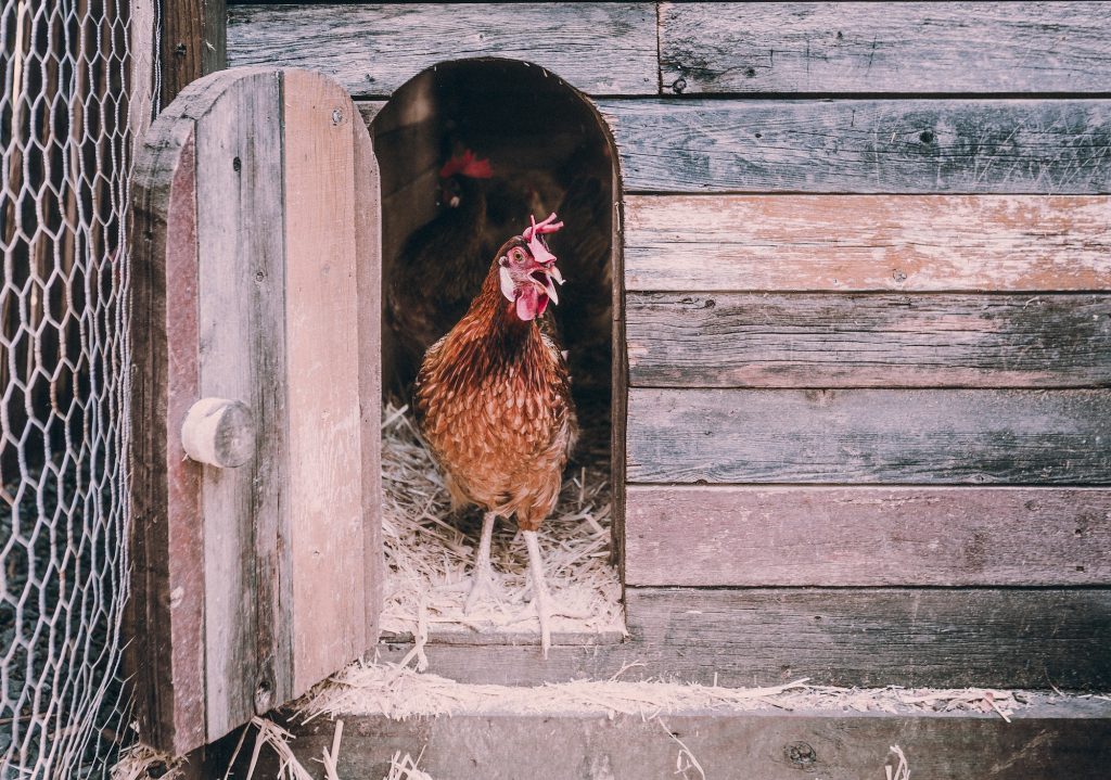 chicken