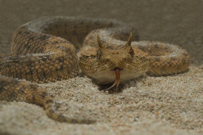Saharan Sand Viper Snake Cerastes Vipera Saharan Sand Viper Snake Cerastes Vipera