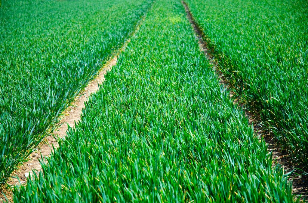Summer green landscape in British countryside. A vibrant summer landscape in England. Lush green