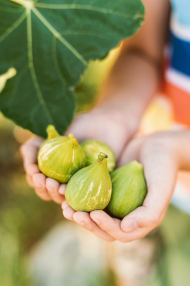 Fresh figs