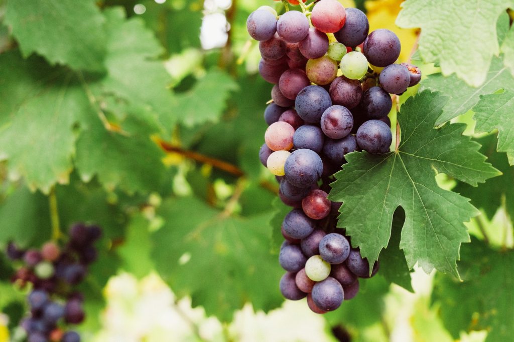 Grapes.