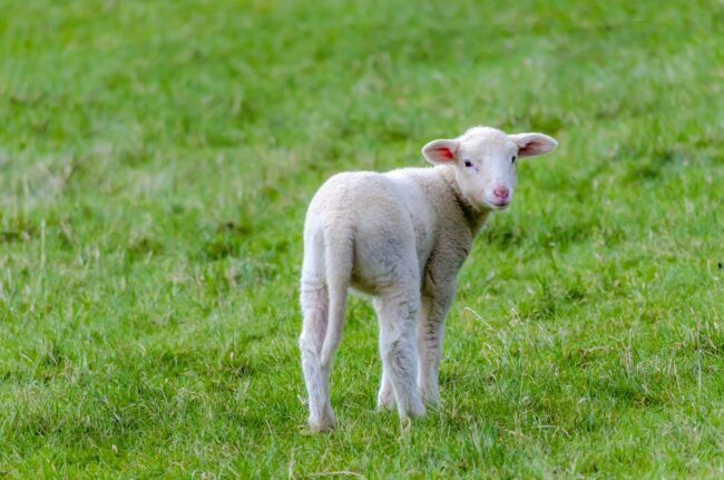 Lamb on a meadow