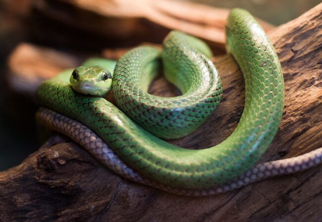 red tailed rat snake gonyosoma oxycephalum, close up