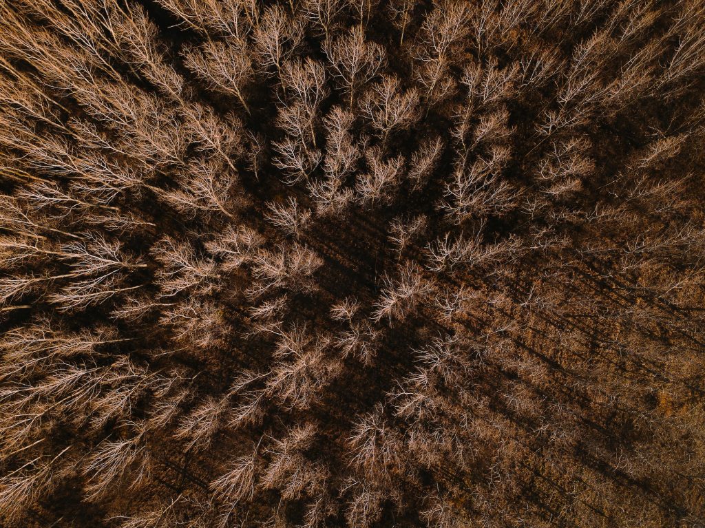 Aerial view of bare deciduous forest trees in autumn
