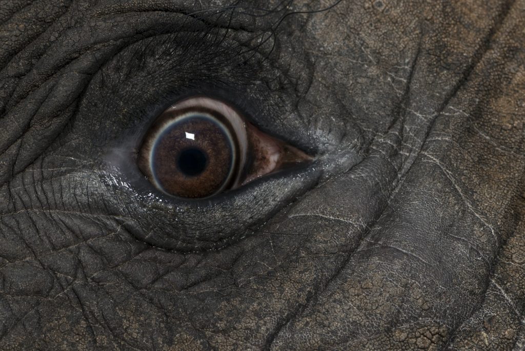 Close up of an African elephant's eye