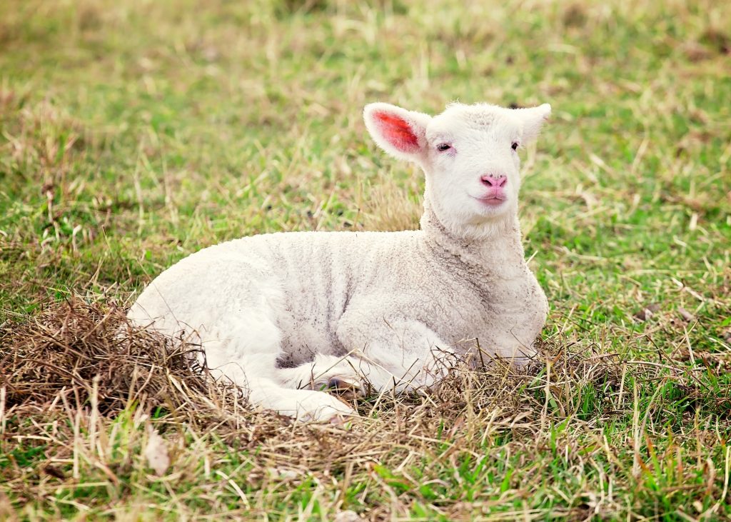 lamb