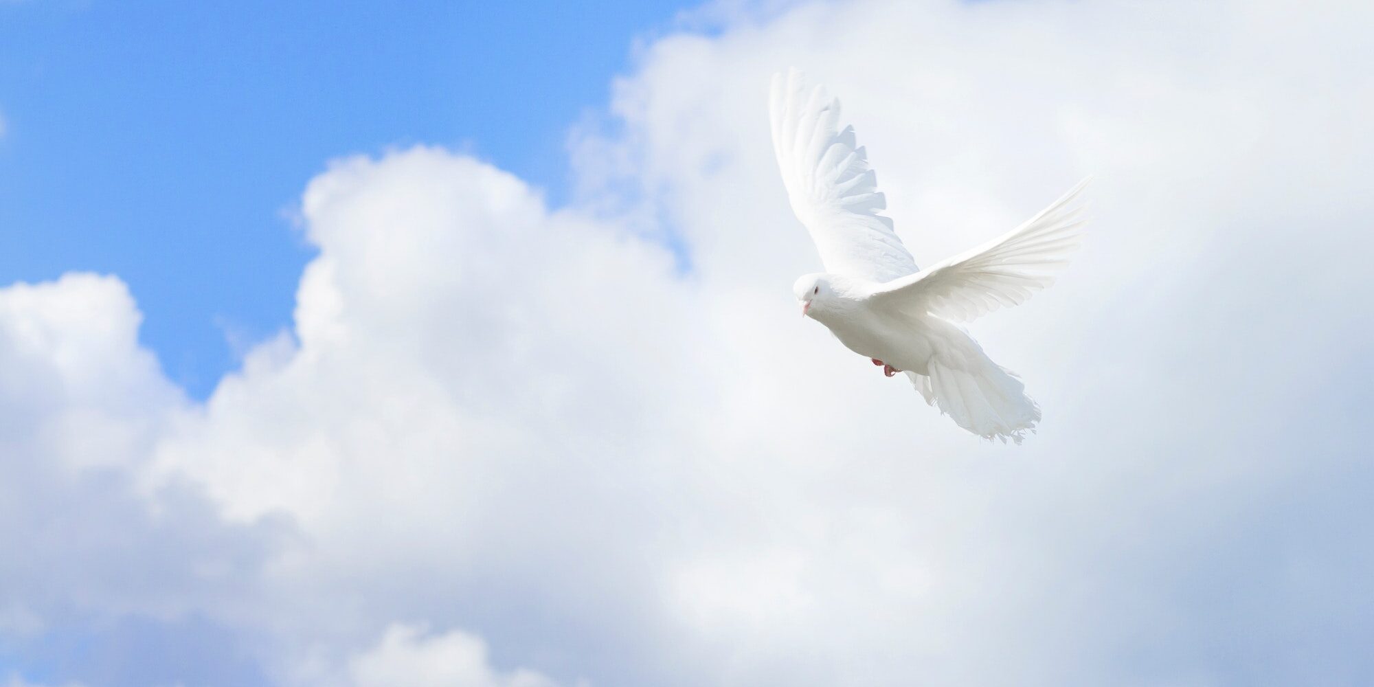 White pigeons,dove flying on blue sky