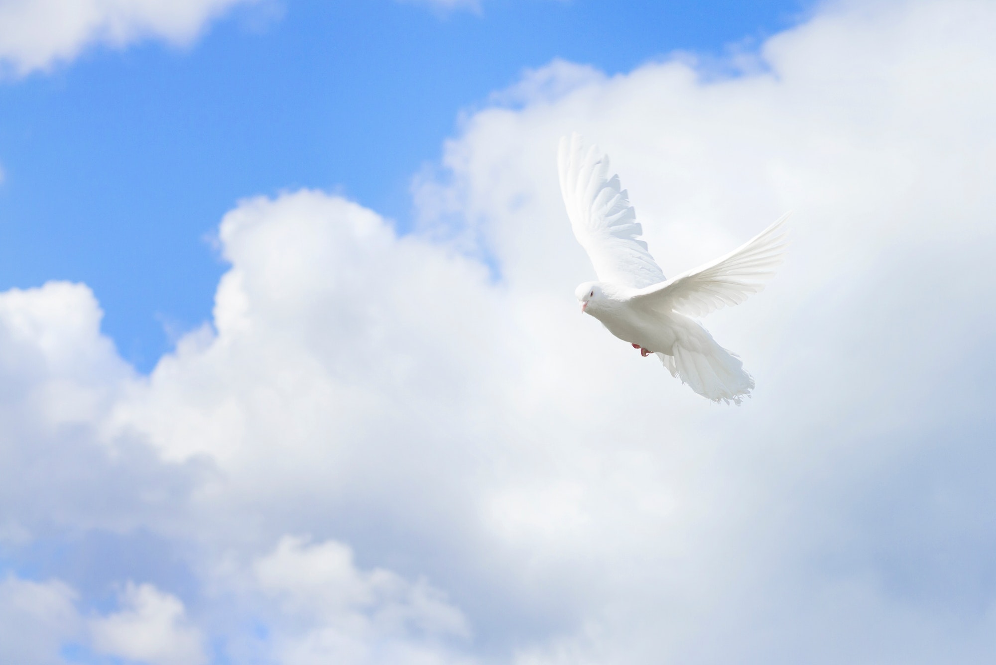 White pigeons,dove flying on blue sky